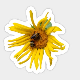 Curly Sunflower with 2 Bees Sticker